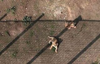 İlk defa dron gören minik aslanlar