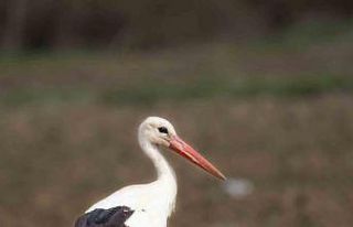 İlkbaharın müjdecileri Eskişehir’de