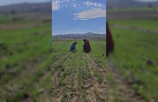 İscehisar’da arpa ve buğday verimliliği incelendi