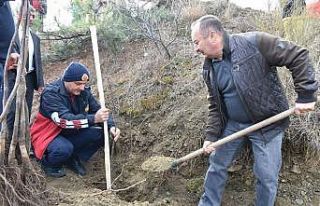 İskilip Belediyesi atıl arazileri meyve bahçesine...