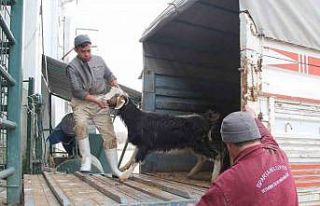 Isparta’dan deprem bölgesine 526 kilogram et gönderildi