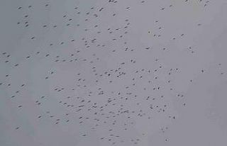İstanbul’a gelen leylek sürüsü Taksim Meydanı...