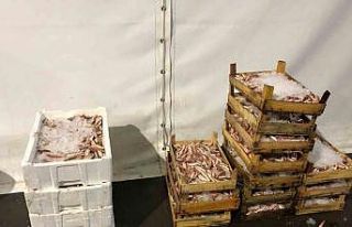 İstanbul’da su ürünleri denetiminde köpek balığı...