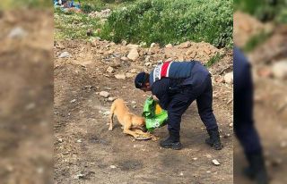 Jandarma sokak hayvanlarını unutmadı