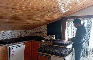 Jandarma’dan kaçak çörek otu yağı operasyonu:...