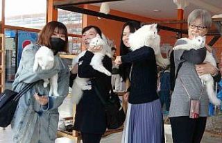 Japonlar Van kedisine hayran kaldı