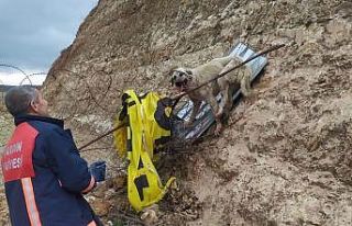 Jiletli telde takılı kalan köpek kurtarıldı