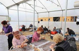 Kadınların ektiği tohumlar, deprem bölgesinde...