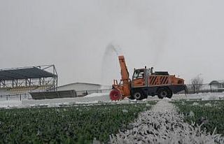 Kar kaplanları yeşil sahalara indi