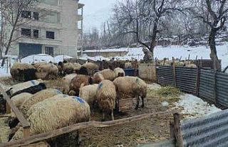 Kar yağışı hayvan yetiştiricilerini olumsuz etkiledi