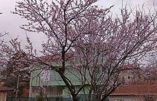 Karabük’te badem ağaçları çiçek açtı