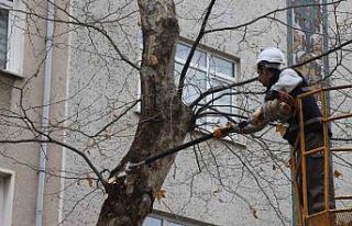 Kartal’da Bahara hazırlık için binlerce ağaç...