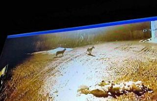 Kastamonu’da kurt sürüsü gece vakti köyü bastı