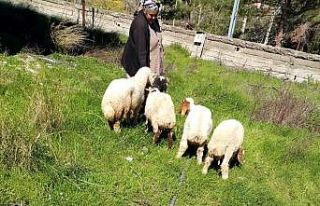 Kaybolan koyunları, jandarma buldu
