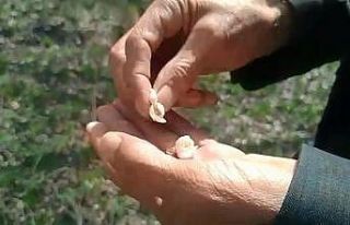 Kayısıyı don vurdu