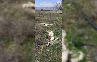 Kayseri’de ayakları bağlı 2 köpek ölüsü bulundu