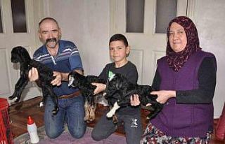 Keçi üçüz doğurdu: Oğlaklara evde bebek gibi...