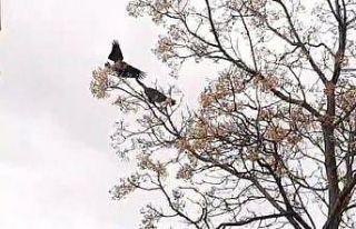 Kediyle karganın güldüren kavgası kamerada