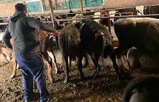Kırklareli’nde 63 kaçak büyükbaş hayvan yakalandı
