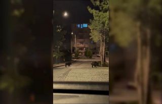 Konya’da aç kalan domuzlar şehre indi