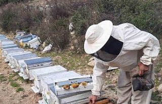 Konyalı arıcıların zorlu mesaisi