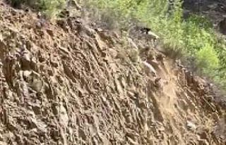 Köpeklerin saldırısına uğrayan dağ keçisi böyle...