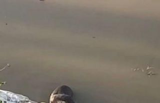 Koruma altındaki su samuru Munzur Çayı’na dalarken...