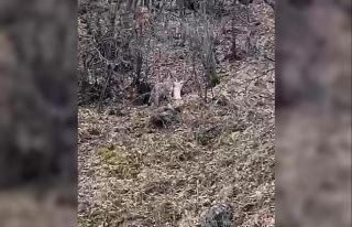 Koruma altındaki vaşak, öldürdüğü kediyi ağzında...