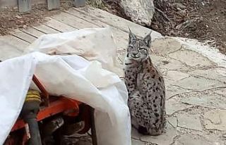 Köy evinin bahçesine giren vaşak kameraya takıldı