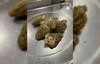 Köylülerin geçim kaynağı, kilogramı 500 liraya...