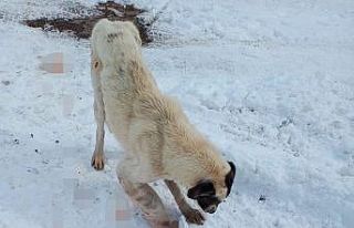 Kurt kapanına kapılarak patisi kopan köpek tedavi...