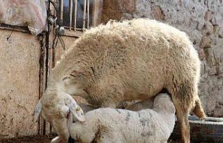 Kuzuların anneleriyle buluştuğu anlar görenlere...