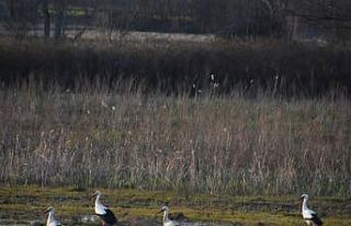 Leylekler Sinop’taki yuvalarına gelmeye başladı