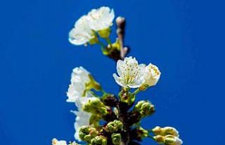 Manisa’dan dünya sofralarını süsleyecek kirazda...