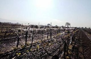 Manisa’nın 7 ilçesini don vurdu