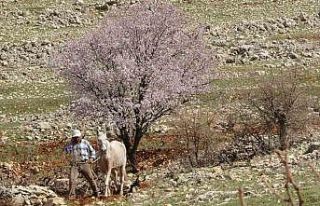 Mardin’de bahar görsel şölen oluşturdu