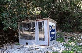 Marmaris Belediyesi’nden kedi evi projesi