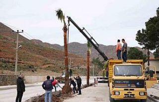 Marmaris’te palmiyeler toprakla buluştu