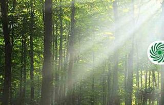 MediaMarkt’tan 10 bin fidanlık Hatıra Ormanı