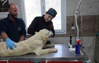 Menemen Belediyesi depremzede can dostlara sahip çıktı