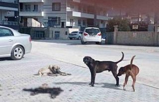 Mersin Mut’ta hayvan iç organları ve derilerini...