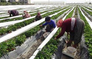 Mersin’de açıkta çilek hasadı başladı: 80...