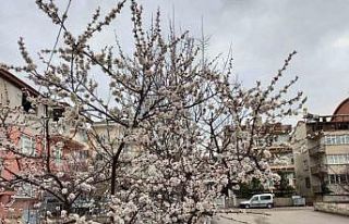 Meyve ağaçları çiçek açtı