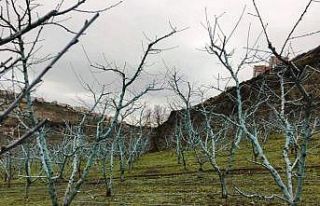 Meyvelerde bordo bulamacı uygulama zamanı