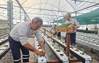 Mezitli Belediyesi, topraksız tarım için adım...