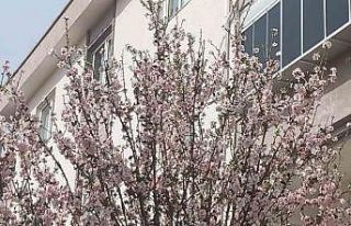 Muğla’da badem ağaçları çiçek açtı