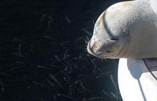 Nesli tükenme tehlikesi altında olan Akdeniz foku...