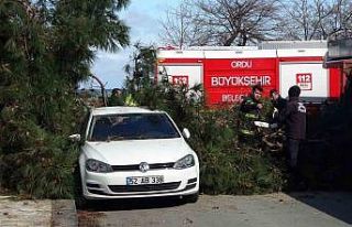 Ordu’da fırtına: Devrilen ağaç, otomobil ve...