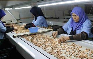 Osmaniye’de fabrikalar yer fıstığı üretimi...