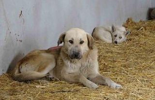 (Özel) Çanakkale’de kırsaldaki 10 bin sokak hayvanı...